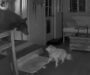 Cão idoso luta contra urso que invadiu casa enquanto dona dormia, na Califórnia; veja