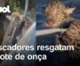 Pescadores resgatam filho de onça perdido da mãe em rio no Mato Grosso do Sul; veja