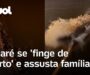 Jacaré se ‘finge de morto’ e assusta família ao ‘reviver’ em travessia no Pará