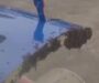 Veja Video – Decolagem é atrasada após milhares de abelhas pousarem em porta de avião