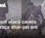 Pitbull ataca cadela da raça shar-pei em Perdizes, em São Paulo –  Veja Video