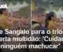 Veja Vídeo – Ivete Sangalo para o trio e alerta multidão: ‘Cuidado pra ninguém machucar’