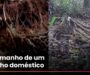 Veja Vídeo – O menor felino selvagem do Brasil tem tamanho semelhante ao de um gato doméstico; veja
