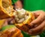Do fruto ao chocolate: cacau de MT ganha força nacional e impulsiona festival que valoriza a produção regional