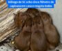 Veja Vídeo – Amontoados no canto: biólogo resgata cinco filhotes de capivara sem os pais em residência